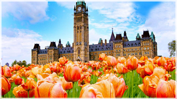 5-ly-do-den-canada-mua-hoa-tulip-03