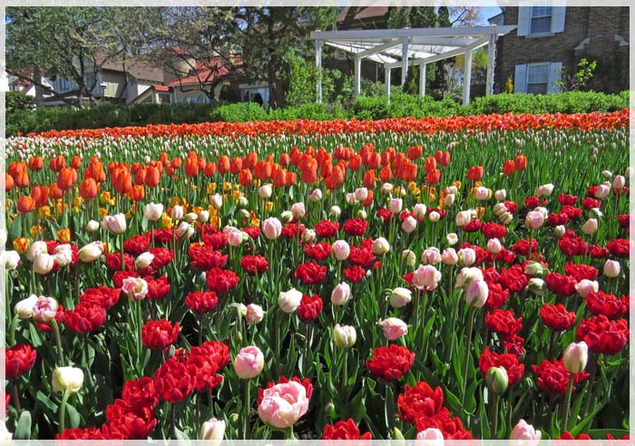 kinh-nghiem-tham-quan-le-hoi-hoa-tulip-canada-01