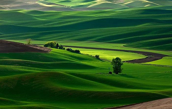 dong-co-palouse