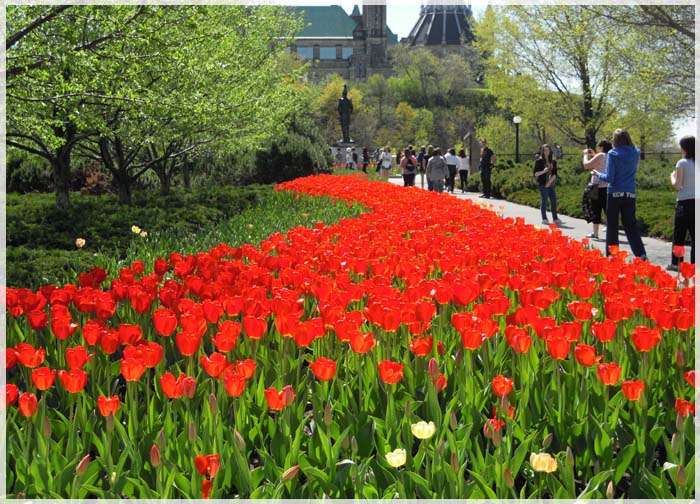 kinh-nghiem-tham-quan-le-hoi-hoa-tulip-canada-01