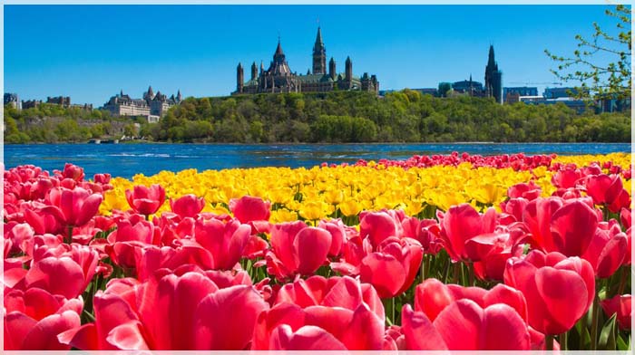 kinh-nghiem-tham-quan-le-hoi-hoa-tulip-canada-01