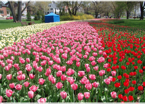 5 lý do bạn nên đến Canada vào mùa hoa Tulip