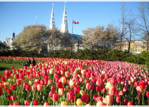 Du lịch Canada – rực rỡ mùa hoa Tulip