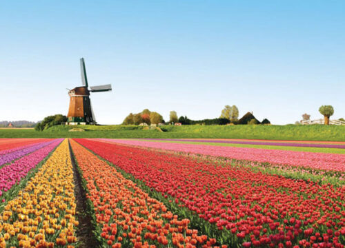 Hà Lan – Đất nước với những chiếc cối xay gió