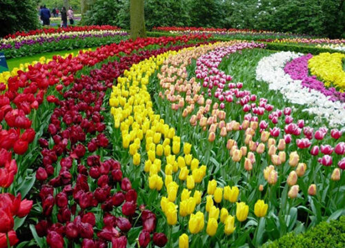 Khám phá thiên đường hoa tulip tại Canada