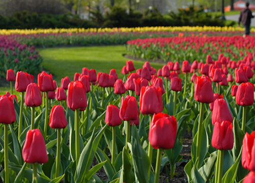 Lễ hội hoa Tulip Canada lý tưởng cho những ai yêu cái đẹp